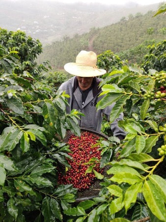 ¿Es el robusta tan malo como dicen?