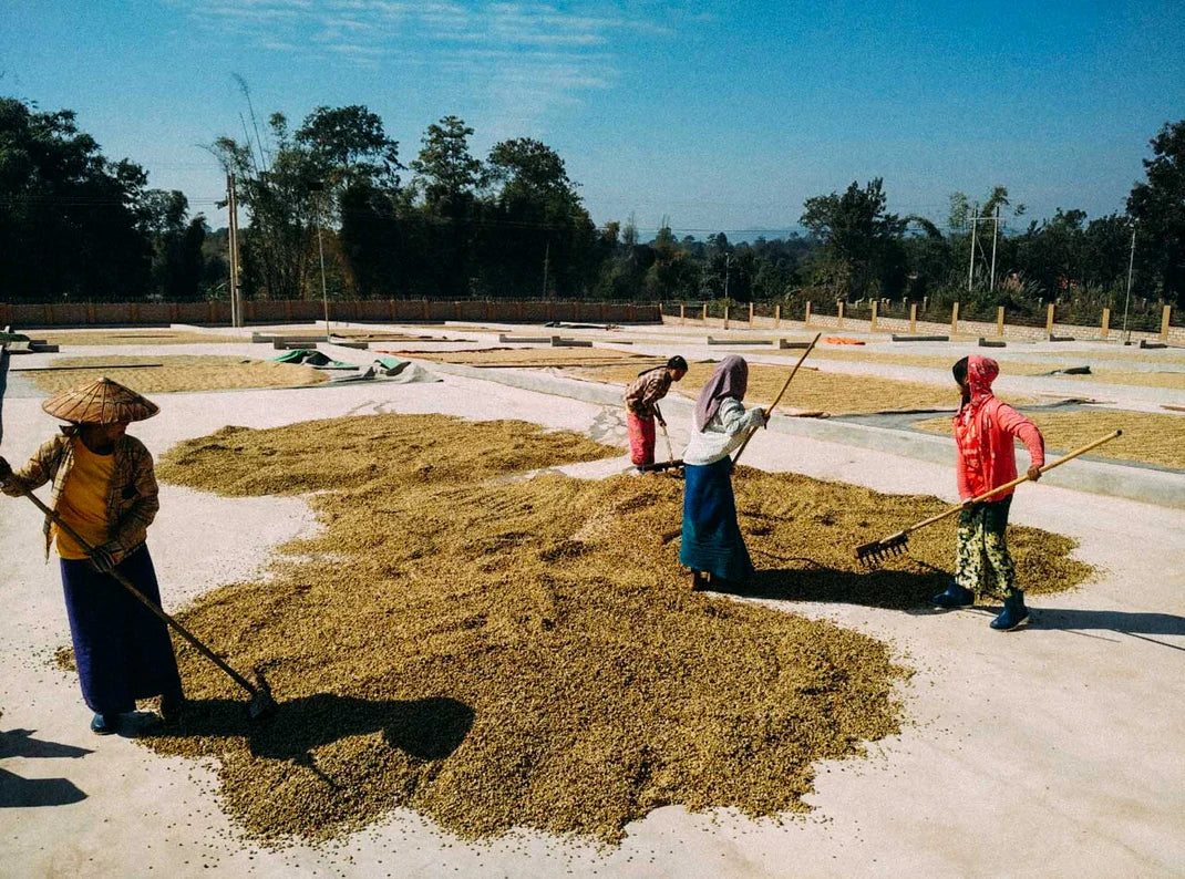 Myanmar Catuaí (Lavado)